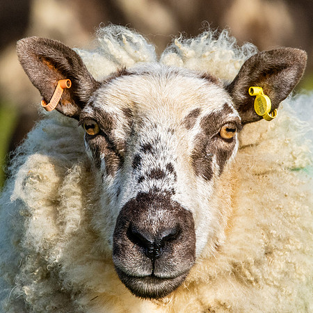 Kerry Hill Sheep