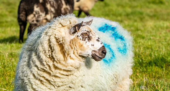 Kerry Hill Sheep
