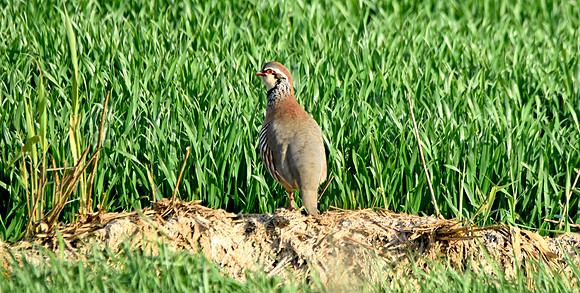 Red legged partridge