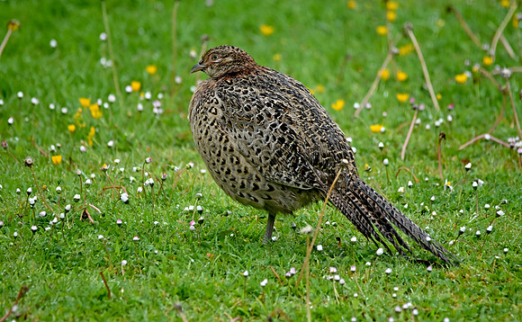 Common pheasant, female
