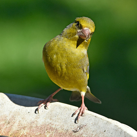 Greenfinch