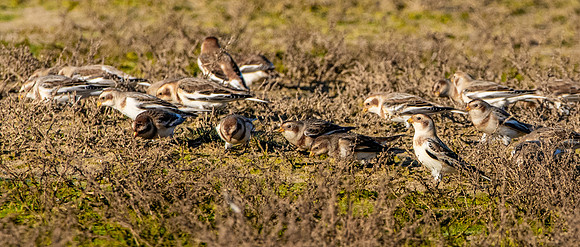 Snow buntings