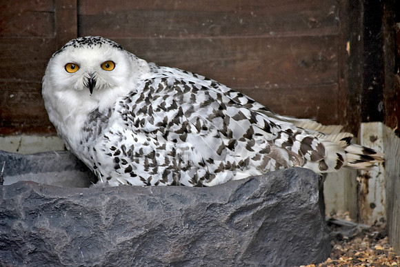 Snowy owl, female