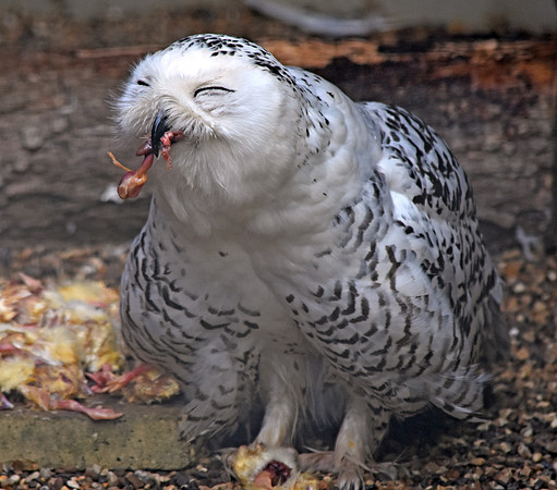Snowy owl, female
