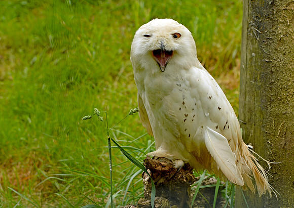 Snowy owl, male
