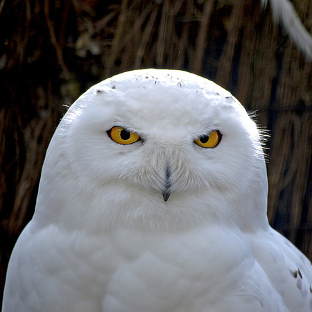Snowy owl, male