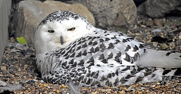 Snowy owl, female