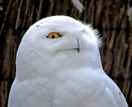 Snowy owl, male