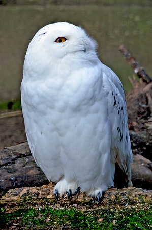 Snowy owl, male