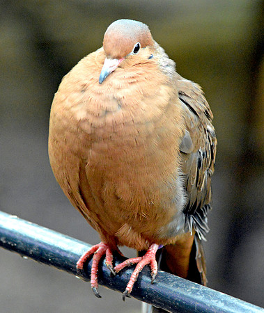 Socorro dove