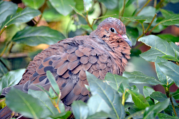 Socorro dove