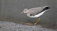 Solitary sandpiper