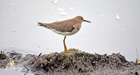 Solitary sandpiper