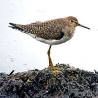 Solitary sandpiper