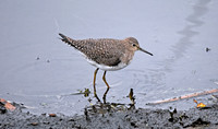 Solitary sandpiper