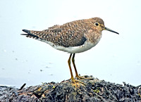 Solitary sandpiper