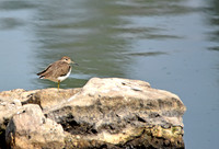 Solitary sandpiper