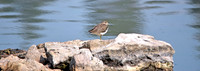 Solitary sandpiper