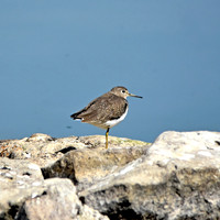 Solitary sandpiper