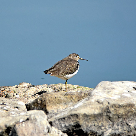 Solitary sandpiper