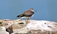 Solitary sandpiper