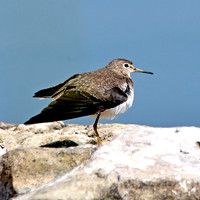 Solitary sandpiper