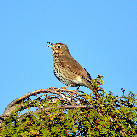 Song thrush