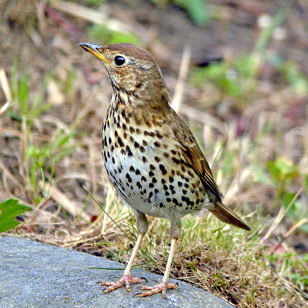 Song thrush