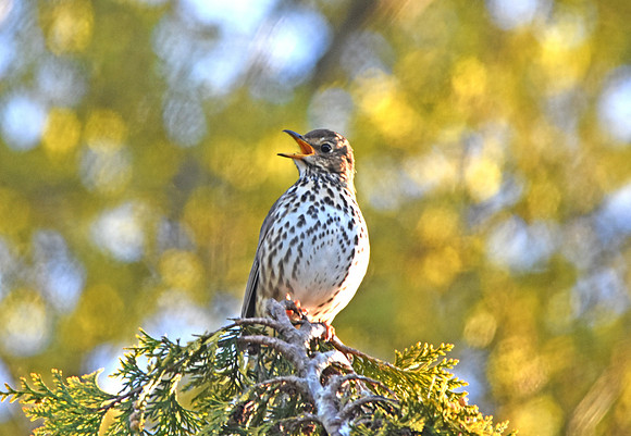 Song thrush