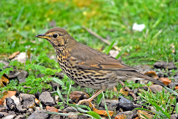Song thrush