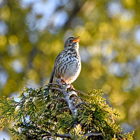 Song thrush