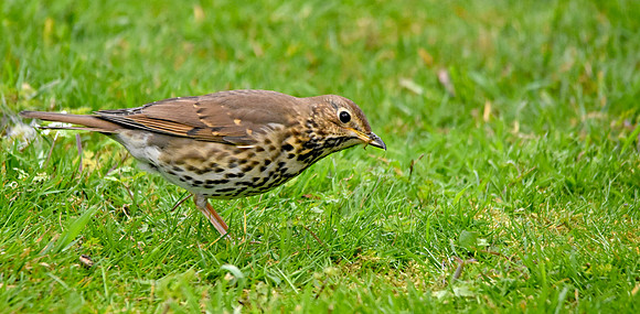 Song thrush