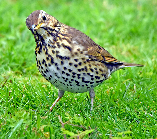 Song thrush