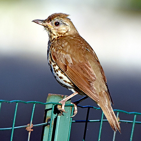Song thrush