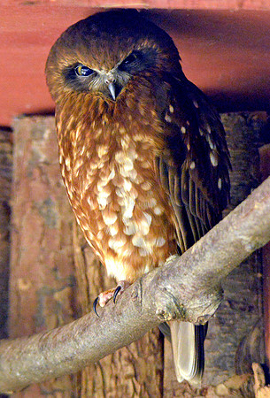 Southern boobook