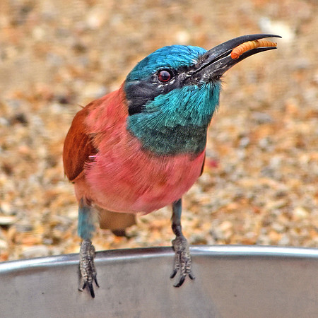 Southern carmine bee eater