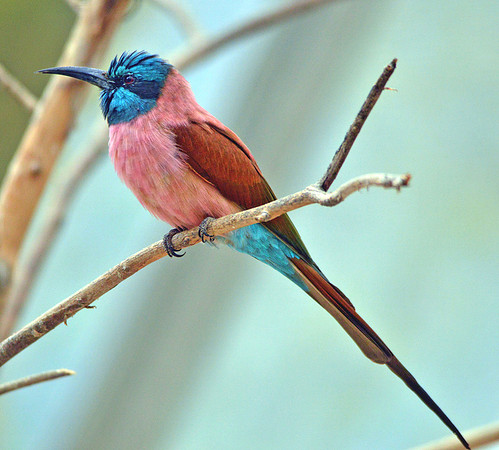 Southern carmine bee eater
