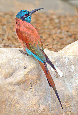 Southern carmine bee eater