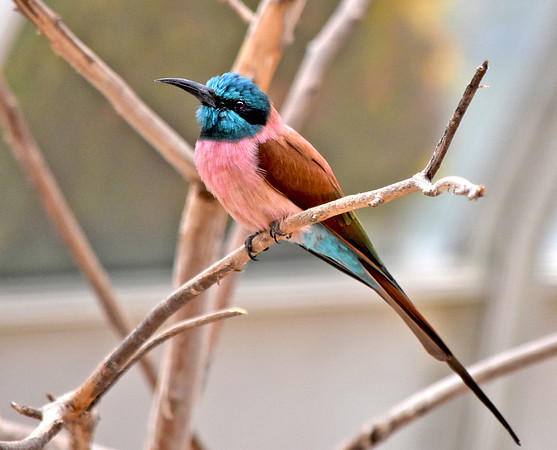 Southern carmine bee eater