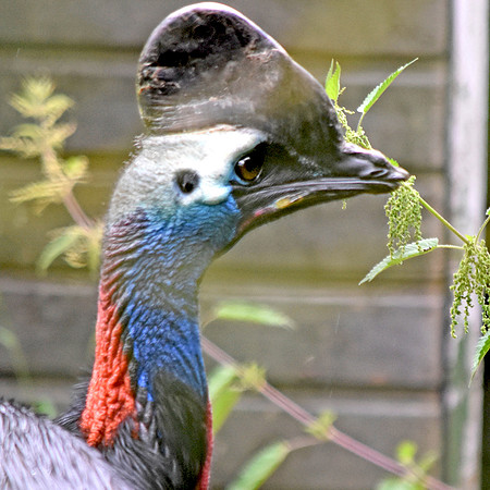Southern cassowary