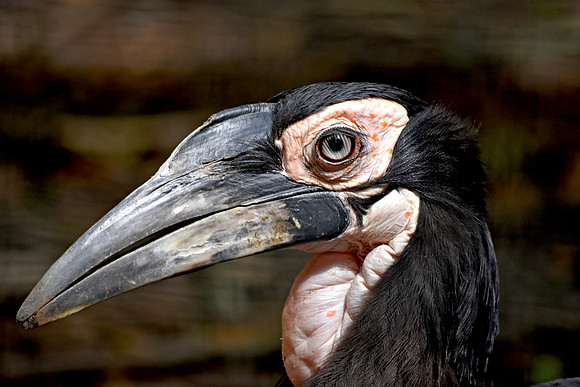Southern ground hornbill
