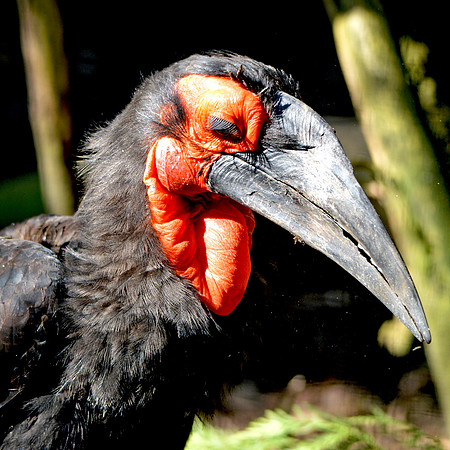 Southern ground hornbill