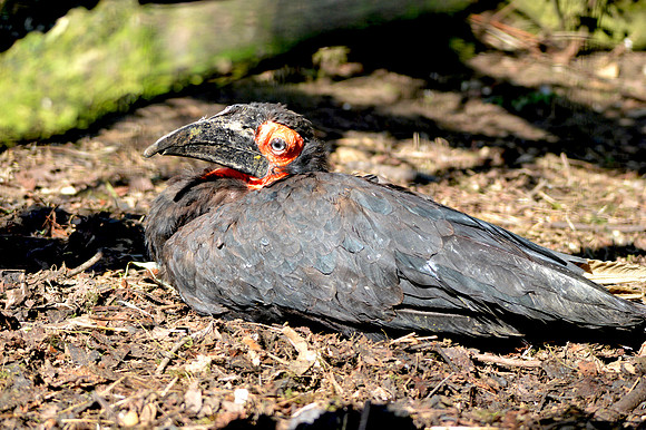 Southern ground hornbill