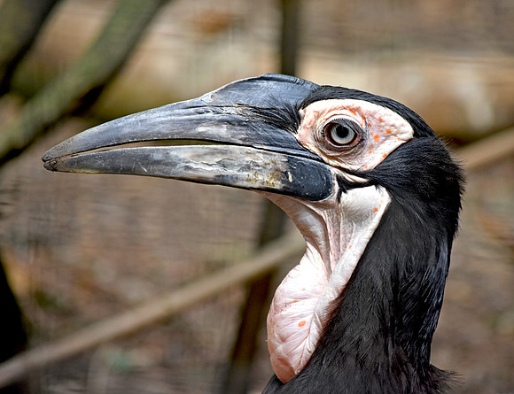 Southern ground hornbill