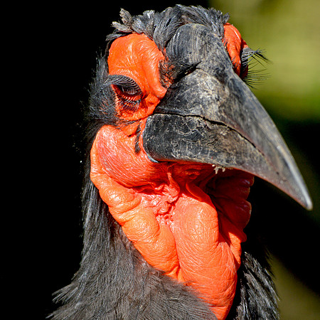 Southern ground hornbill