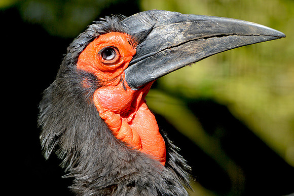 Southern ground hornbill