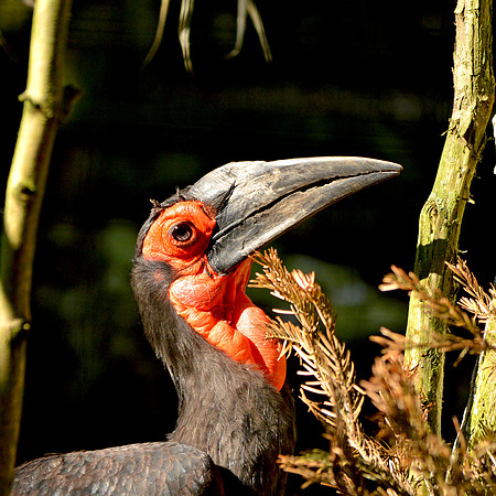 Southern ground hornbill