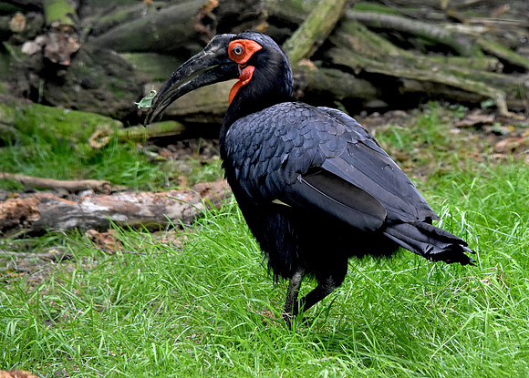 Southern ground hornbill