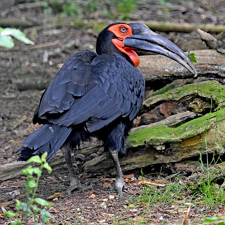 Southern ground hornbill