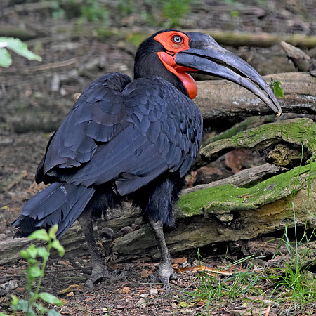 Southern ground hornbill